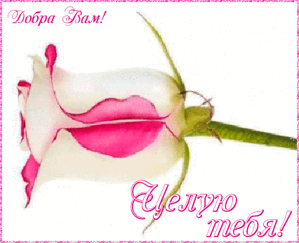 Оригинальные открытки с надписью целую. Открытки с поцелуями на любой вкус.