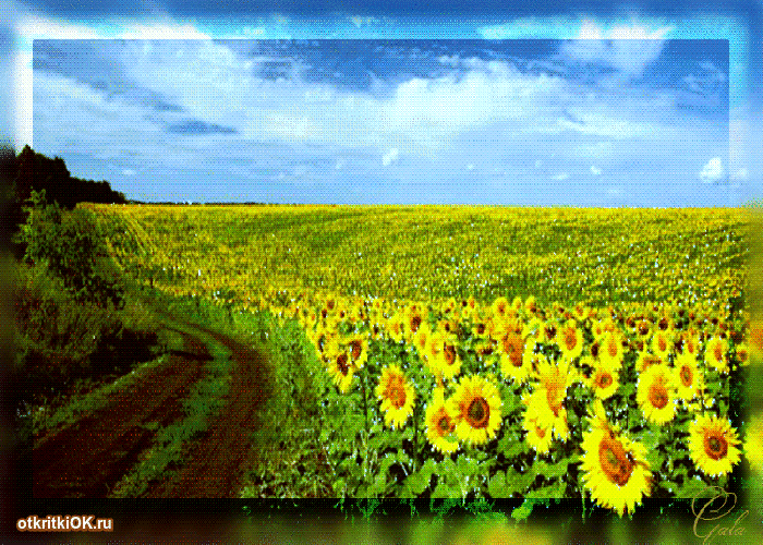 Скачать бесплатно открытки хорошего лета. Открытки с пожеланиями хорошего лета.