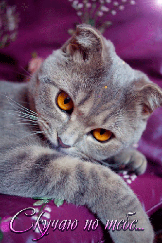 Анимационные открытки скучаю по тебе. Открытки я так скучаю скачать бесплатно.