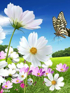 Мерцающие открытки с бабочками. Открытки с красивыми бабочками скачать беспла...