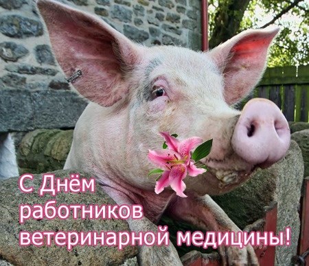 Поздравительные открытки с днем ветеринара скачать бесплатно.
