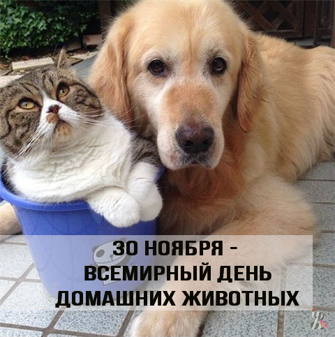 Добрые открытки на Всемирный день домашних животных скачать бесплатно.