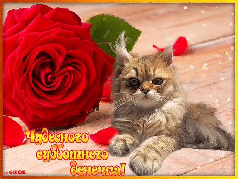 Интересные открытки на субботу. Веселые открытки на выходные.