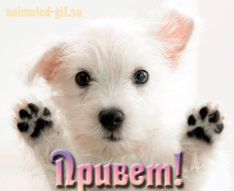 Красивые анимационные открытки с различными приветствиями скачать бесплатно.