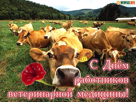 Поздравительные открытки с днем ветеринара скачать бесплатно.