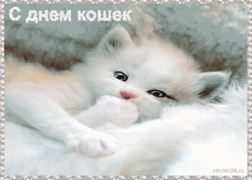 Скачать бесплатно прикольные открытки с днем кошек. Открытки с днем кошек gif.