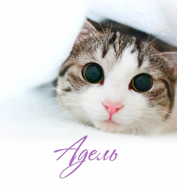 Открытки с женскими именами. Поздравительные открытки с именем Адель. Открытк...