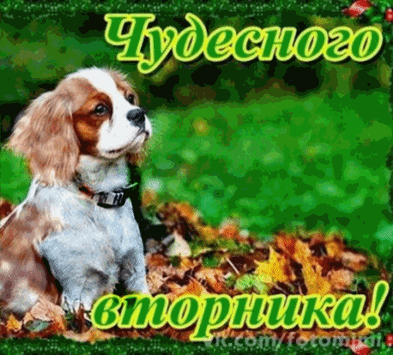 Позитивные открытки на вторник. Картинки про вторник скачать бесплатно.