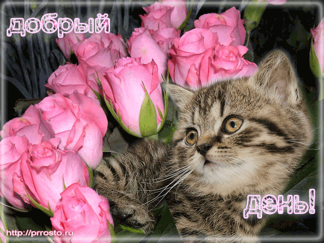 Открытки с пожеланиями хорошего дня. Скачать бесплатно открытки удачного дня.