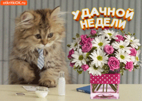 Забавные открытки с пожеланиями удачной недели. Открытки удачной недели скача...