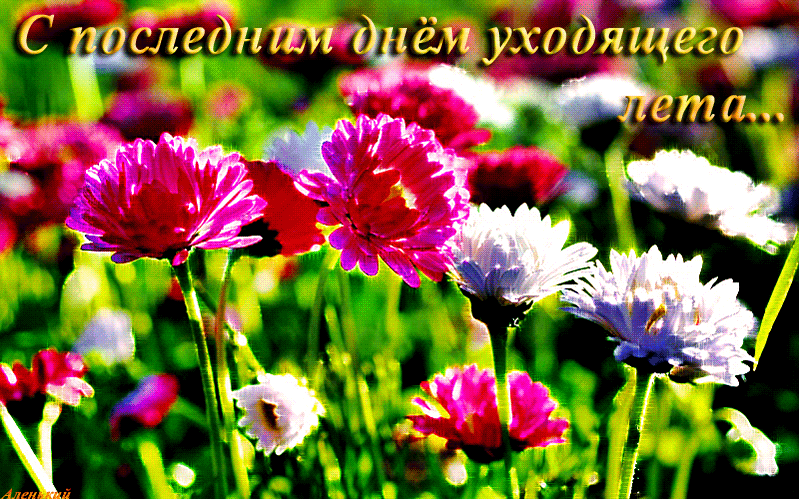 Открытки на тему лета скачать бесплатно. Анимационные открытки про лето.