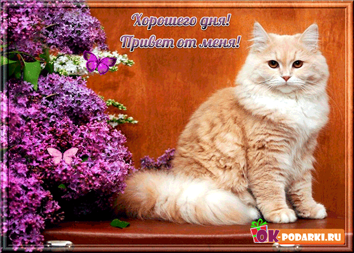 Открытки с пожеланиями хорошего дня. Скачать бесплатно открытки удачного дня.