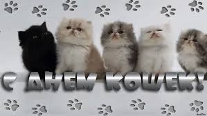 Скачать бесплатно прикольные открытки с днем кошек. Открытки с днем кошек gif.