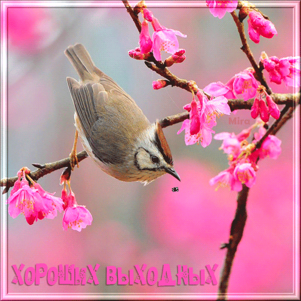 Красивые открытки замечательных выходных. Открытки хороших выходных скачать б...