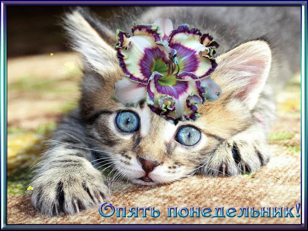 Открытки с наилучшими пожеланиями на понедельник. Открытки на понедельник ска...