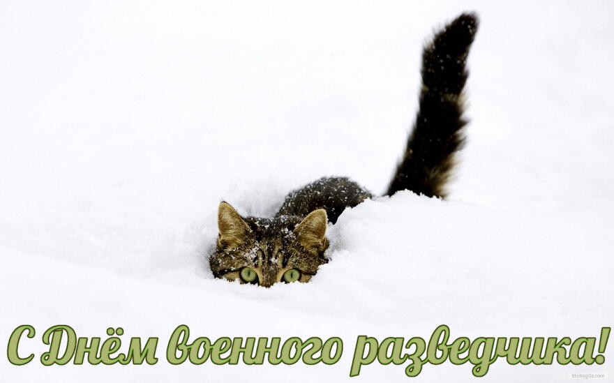 Праздничные открытки с днем военного разведчика скачать бесплатно.