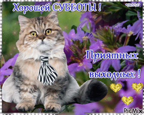 Интересные открытки на субботу. Веселые открытки на выходные.