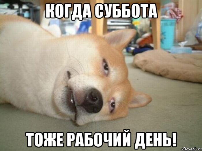 Интересные открытки на субботу. Веселые открытки на выходные.