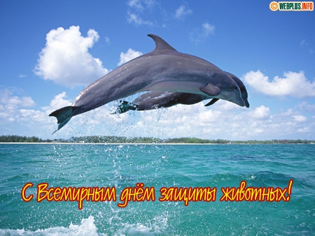 Открытки с днём защиты животных скачать бесплатно. Открытки с днём защиты жив...