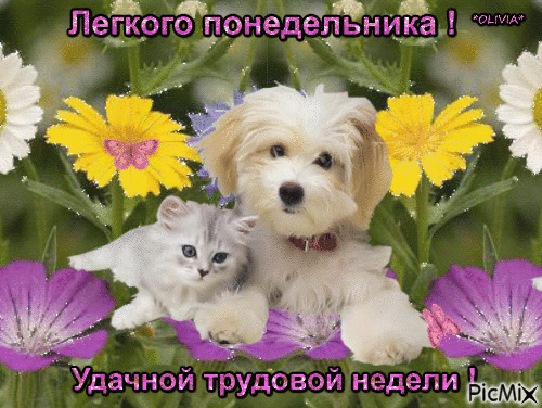 Открытки с наилучшими пожеланиями на понедельник. Открытки на понедельник ска...