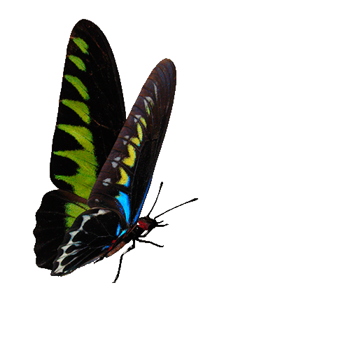 Мерцающие открытки с бабочками. Открытки с красивыми бабочками скачать беспла...