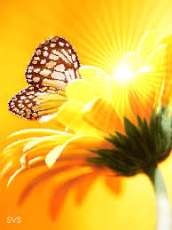 Мерцающие открытки с бабочками. Открытки с красивыми бабочками скачать беспла...