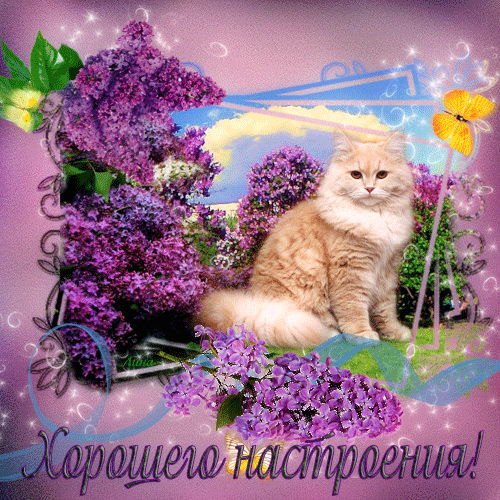 Позитивные открытки с пожеланиями хорошего настроения скачать бесплатно.