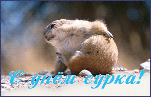 Веселые открытки с приколами на день сурка скачать бесплатно