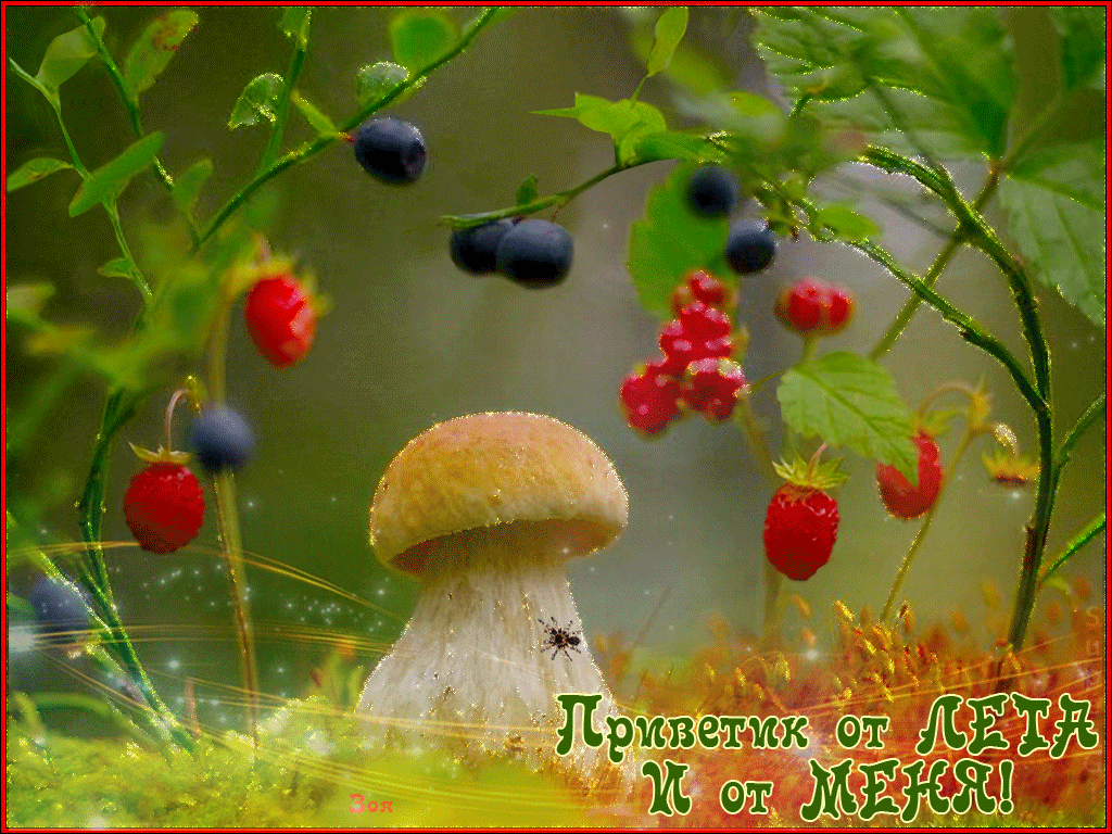 Хорошего дня последние дни лета. Грибы и ягоды. Ягоды в лесу. Лес грибы ягоды. Грибы на Поляне.