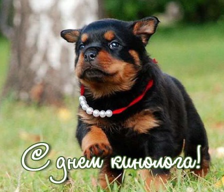 Открытки с пожеланиями на день кинолога скачать бесплатно.    