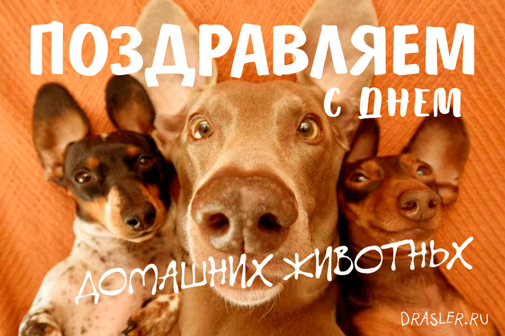 Добрые открытки на Всемирный день домашних животных скачать бесплатно.
