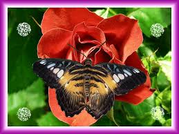 Мерцающие открытки с бабочками. Открытки с красивыми бабочками скачать беспла...