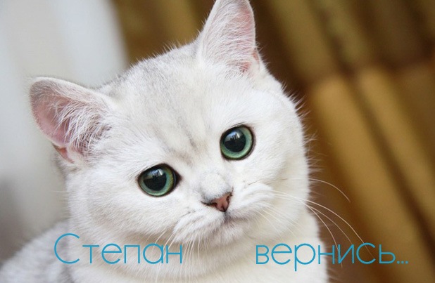 Открытки с мужскими именами. Открытки с именем Степан с поздравлениями. С днё...