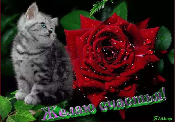 Скачать бесплатные открытки желаю счастья. Открытки желаю счастья с анимациями.