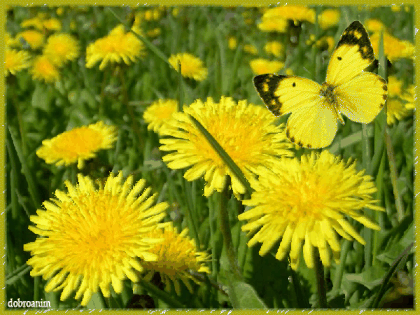 Мерцающие открытки с бабочками. Открытки с красивыми бабочками скачать беспла...