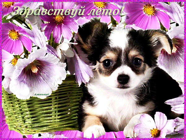 Открытки на тему осени скачать бесплатно. Анимационные открытки про лето.