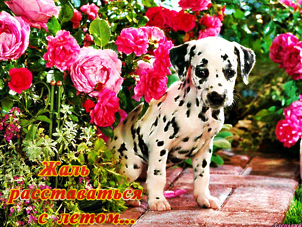 Открытки на тему лета скачать бесплатно. Анимационные открытки про лето.