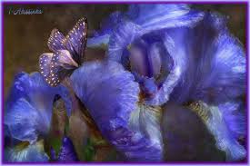 Мерцающие открытки с бабочками. Открытки с красивыми бабочками скачать беспла...