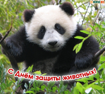 Открытки с днём защиты животных скачать бесплатно. Открытки с днём защиты жив...