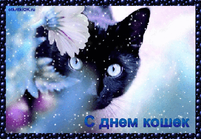 Скачать бесплатно прикольные открытки с днем кошек. Открытки с днем кошек gif.