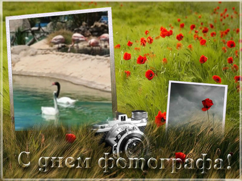 Поздравительные открытки с днем фотографа скачать бесплатно.