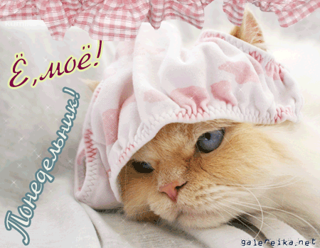 Открытки с наилучшими пожеланиями на понедельник. Открытки на понедельник ска...