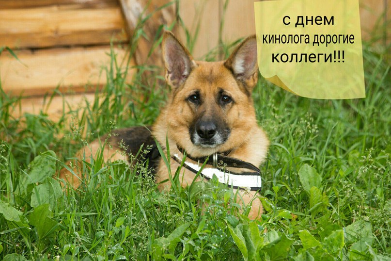 Открытки с пожеланиями на день кинолога скачать бесплатно.    