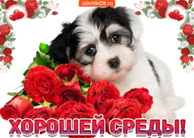 Открытки с пожеланиями отличной среды. Красивые открытки на среду.