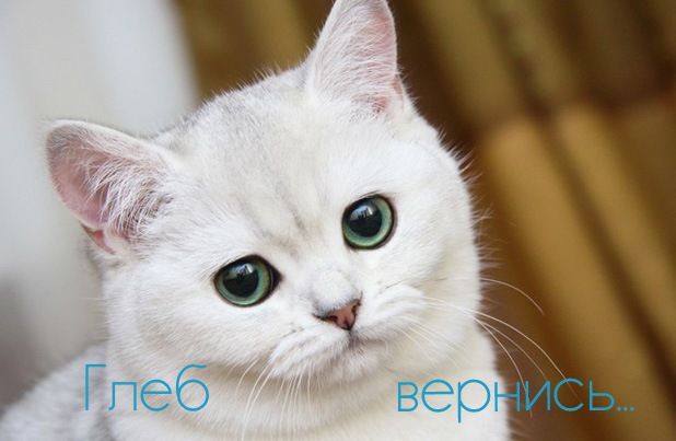 Анимационные открытки с именем Глеб. Открытки с днём рождения Глеб.