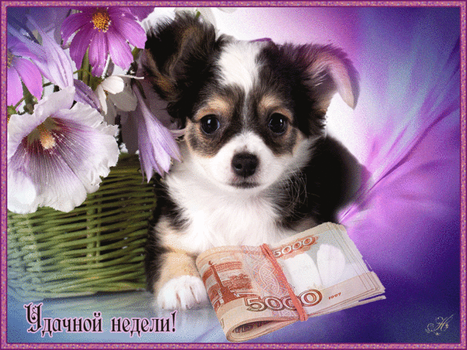 Забавные открытки с пожеланиями удачной недели. Открытки удачной недели скача...