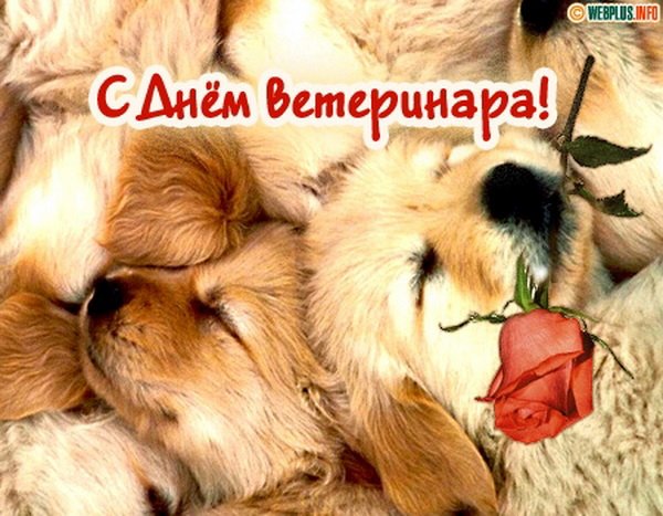 Поздравительные открытки с днем ветеринара скачать бесплатно.