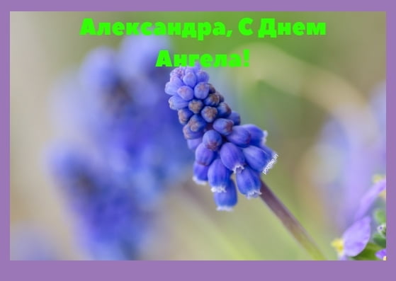 Открытки с именем Александра скачать бесплатно. Поздравительные открытки с именем Саша.