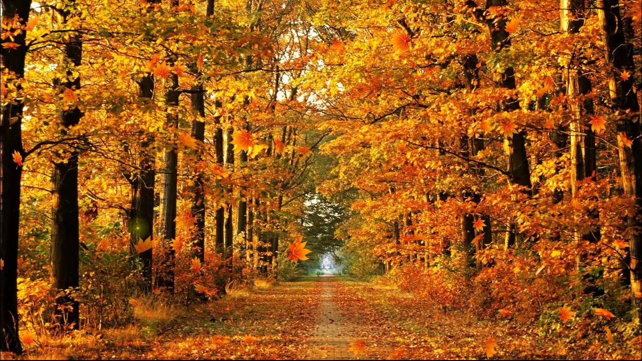 Чудесные открытки на тему Золотая Осень скачать бесплатно gif.