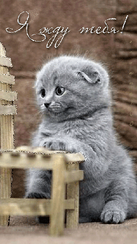 Открытки я жду тебя gif. Открытки возвращайся скорее скачать бесплатно.